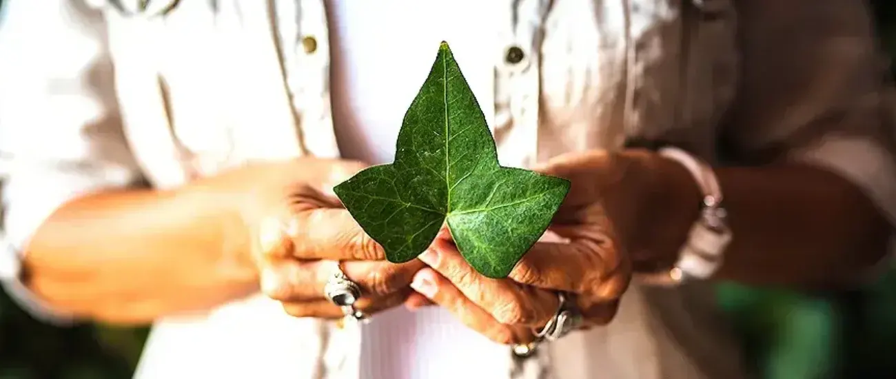 Ivy extract