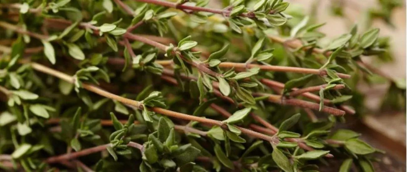 thyme thyme
