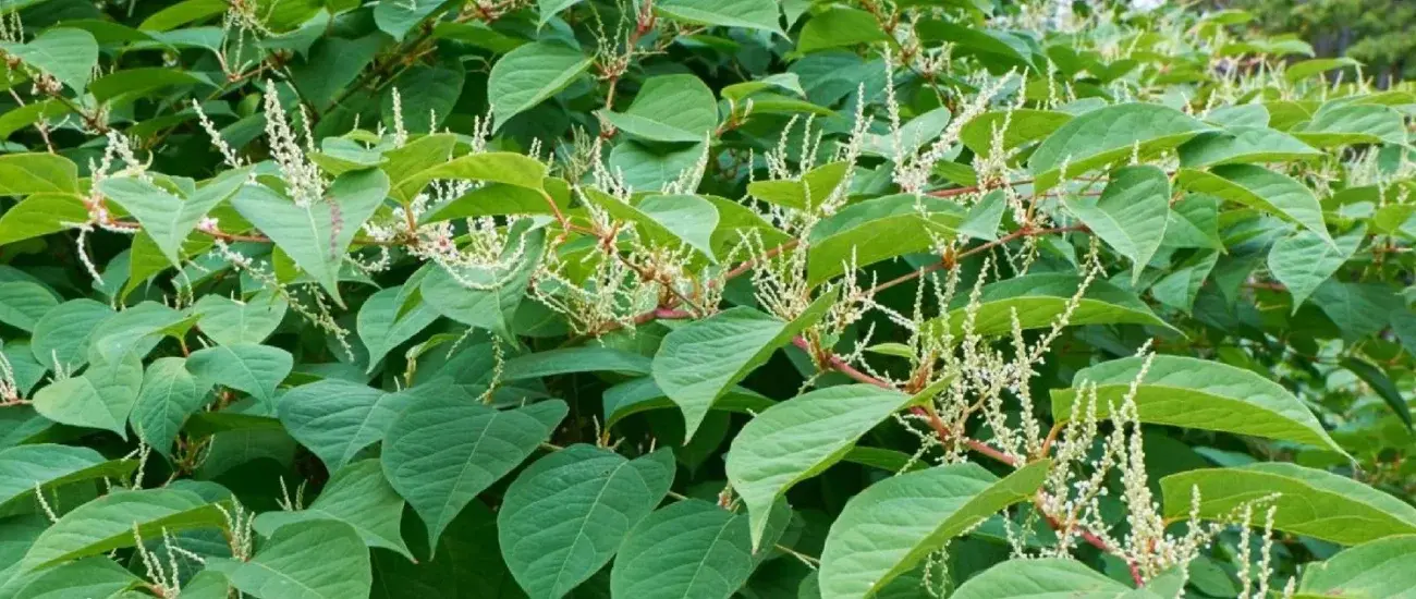polygonum cuspidatum polygonum cuspidatum