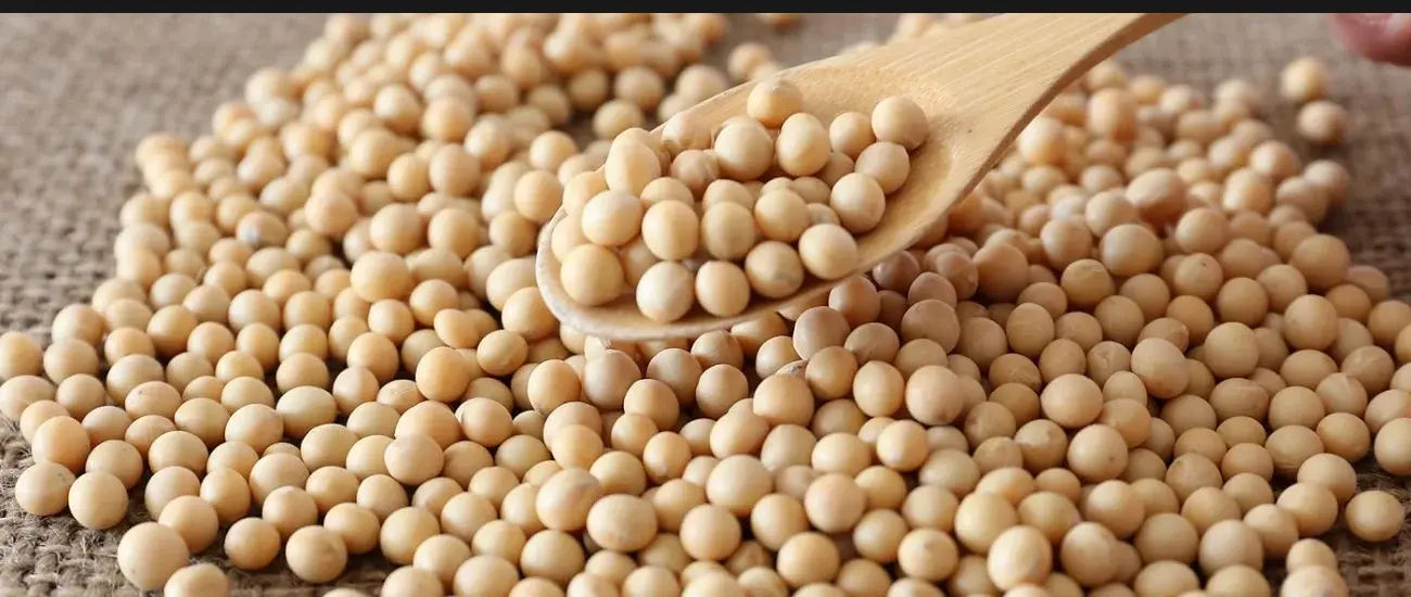 Soy Extract Soy Extract