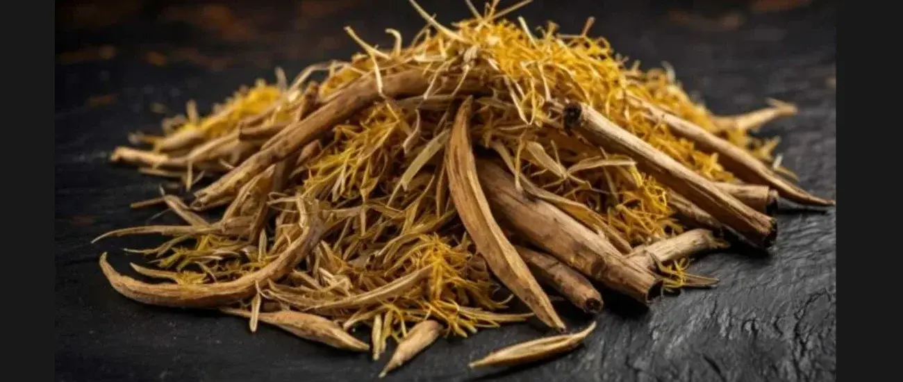 isatis root isatis root