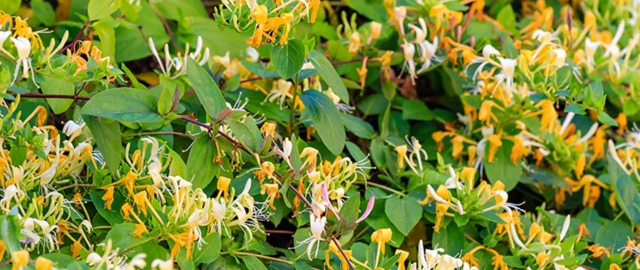 Honeysuckle Extract
