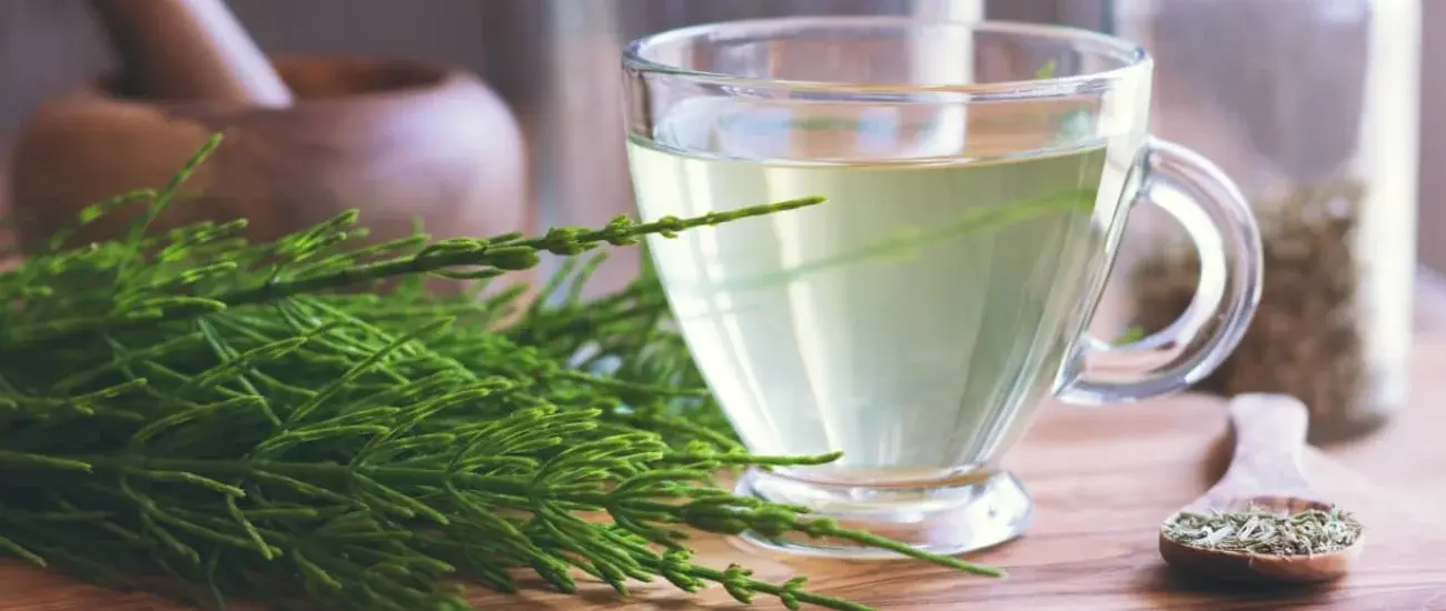 Horsetail Extract