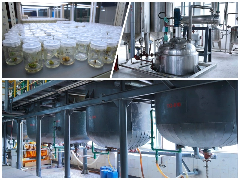 First-Class Production Line