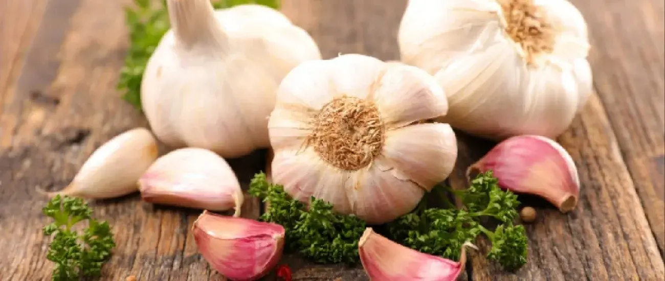 Garlic Extract