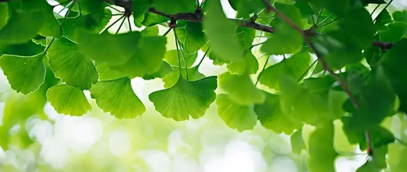 Ginkgo Biloba