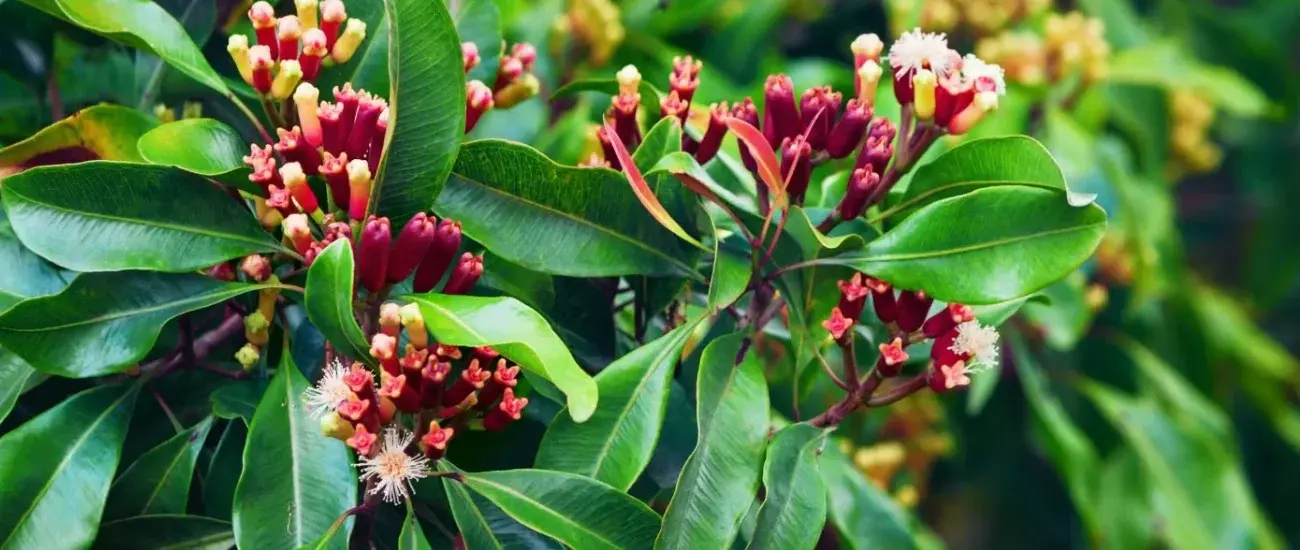 Clove Extract Clove Extract
