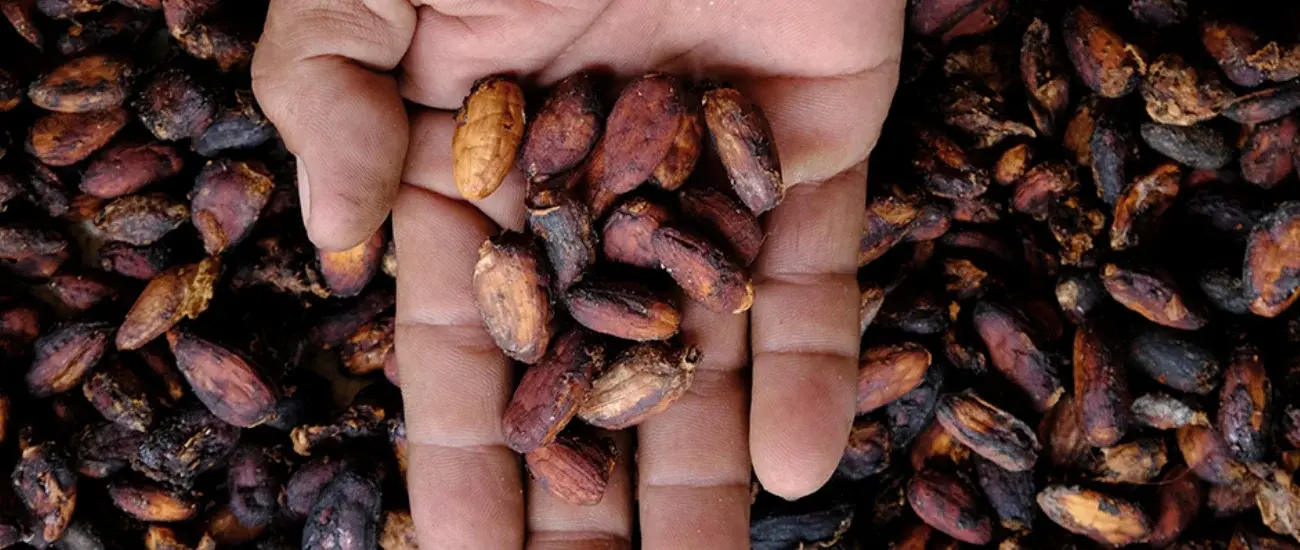 Cocoa Extarct