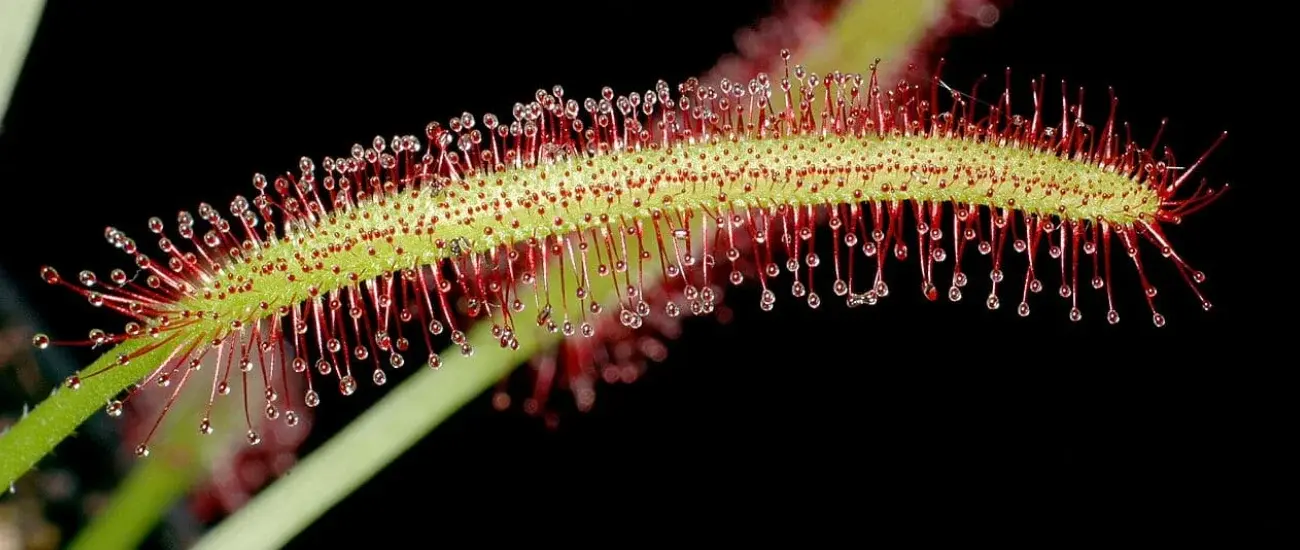 Drosera