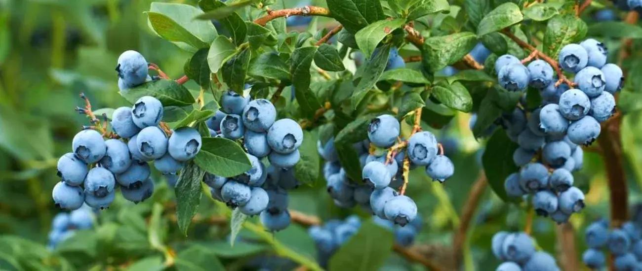 Blue berry Blue berry