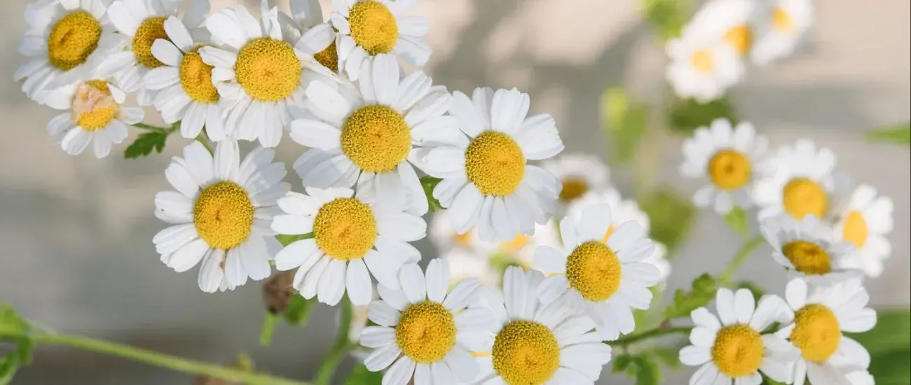 Chamomile Chamomile