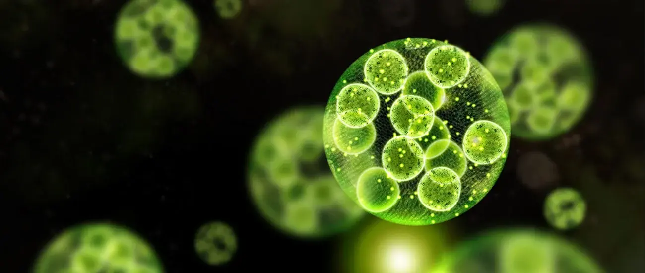 Chlorella Extract Chlorella Extract