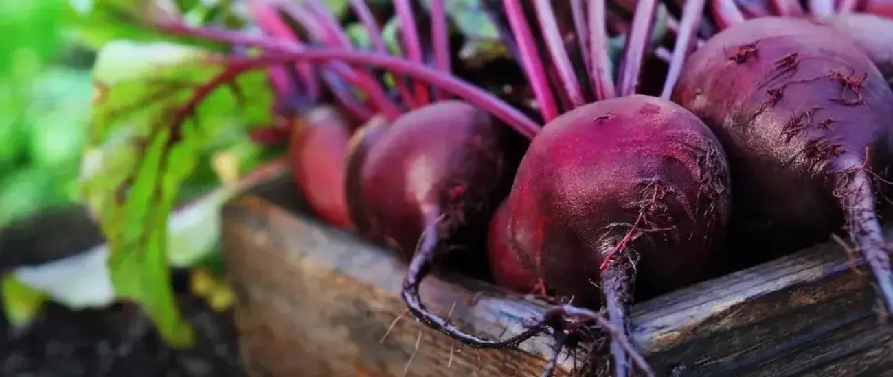 Beet Root Beet Root