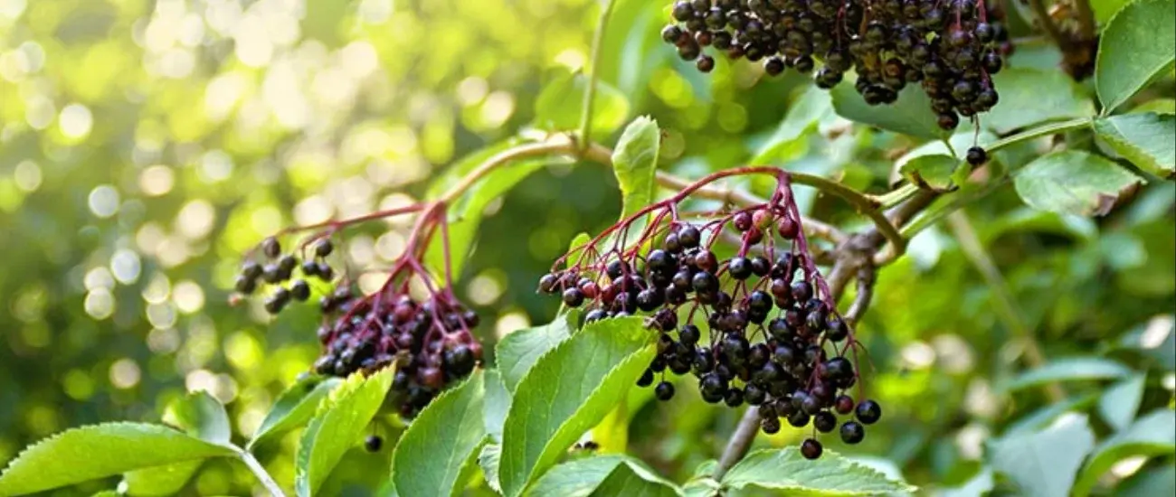 Black Elderberry Black Elderberry