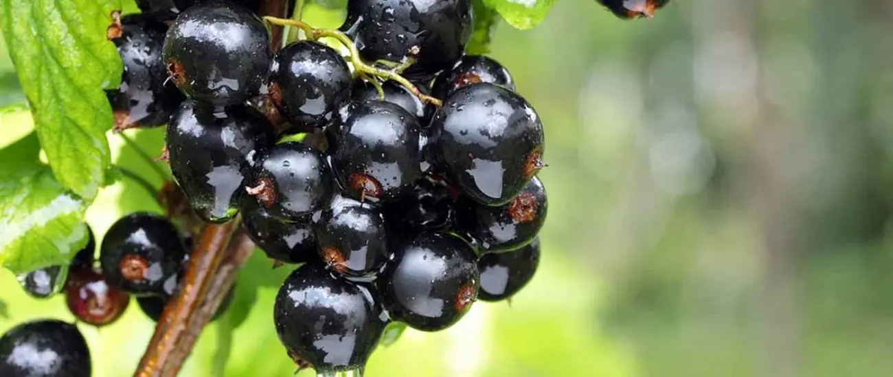 Black currant Black currant