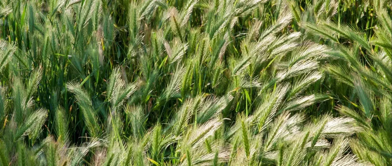 Barley Grass Barley Grass