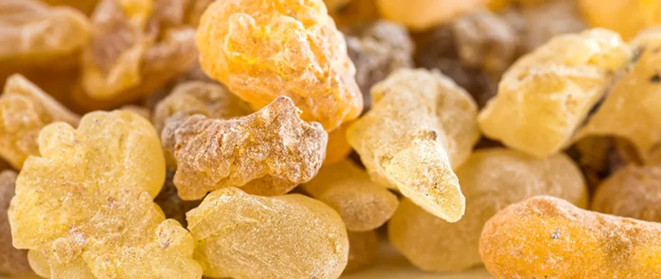 Boswellia Extract Boswellia Extract