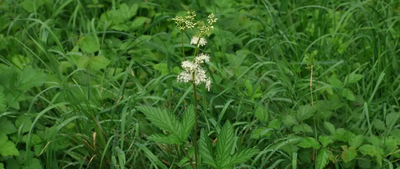 Filipendula Ulmaria
