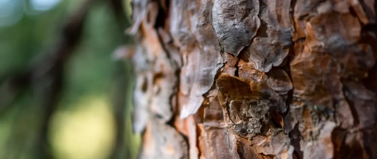 Pine Bark Pine Bark