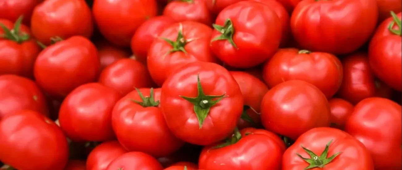 Tomato Tomato