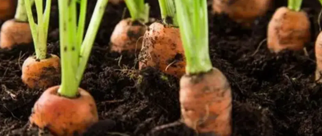 ​Carrot extarct