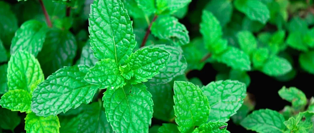 Peppermint Extract Peppermint Extract