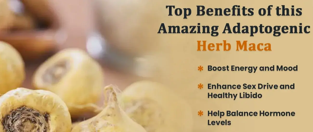 Maca Root Extract Maca Root Extract