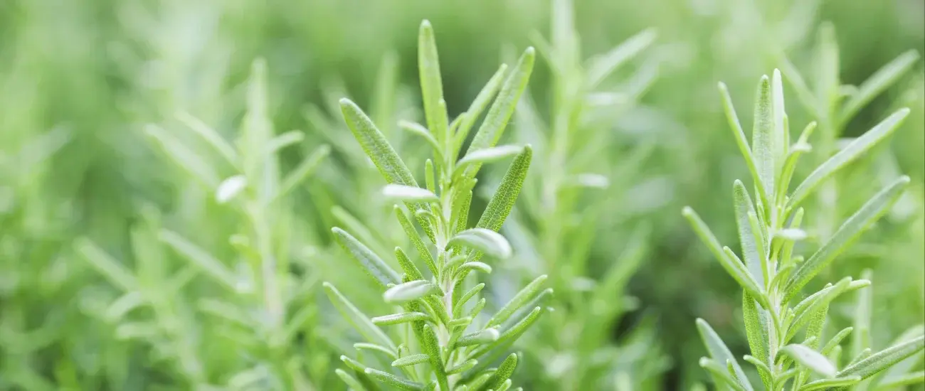Rosemary