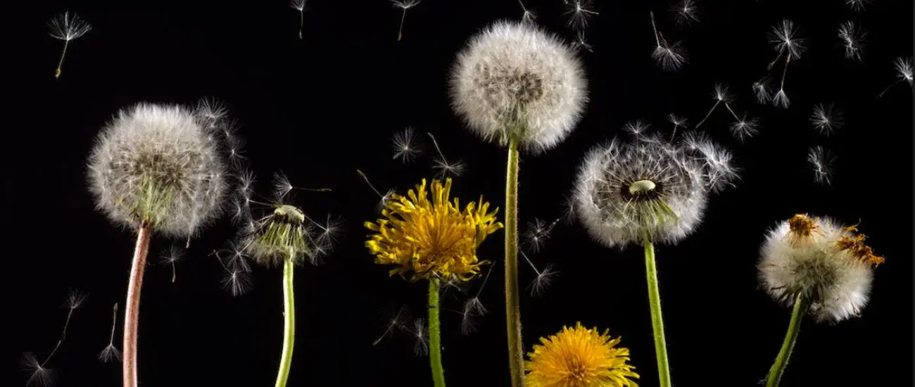 Dandelion