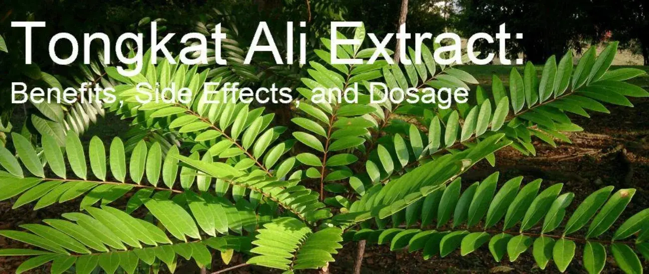 Tongkat Ali Extract Tongkat Ali Extract