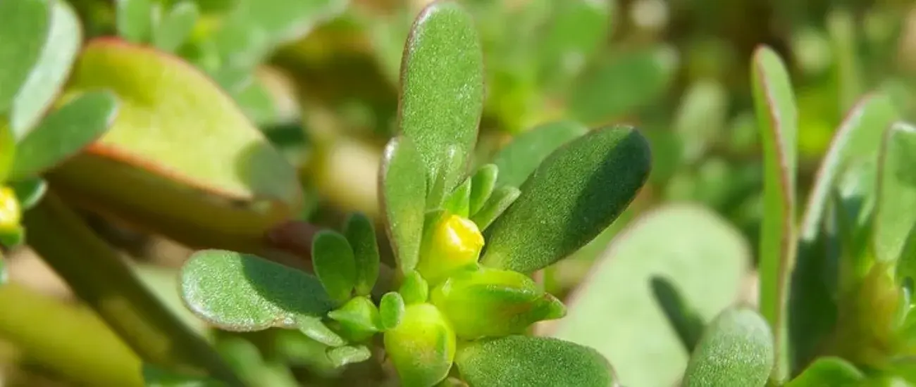 Portulaca Oleracea Portulaca Oleracea