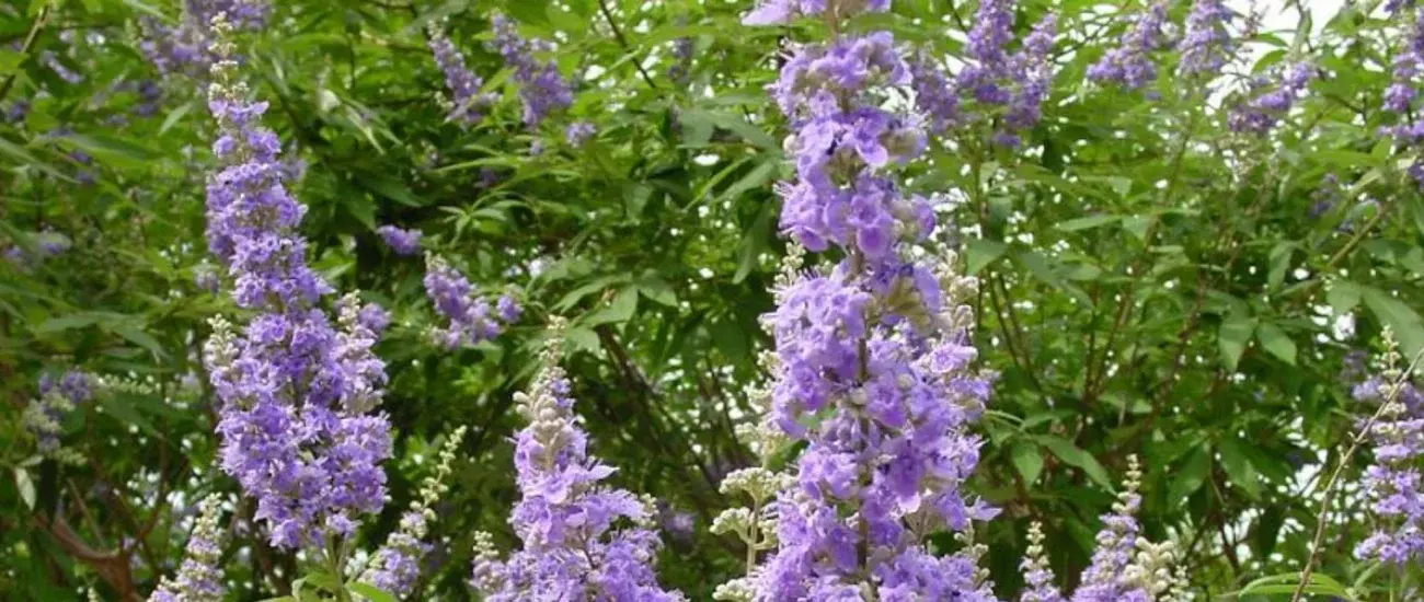Vitex Agnus Castus Vitex Agnus Castus