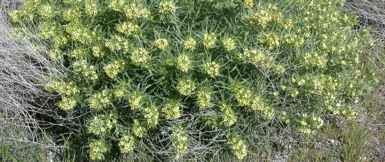 Lithospermi Radix Lithospermi Radix