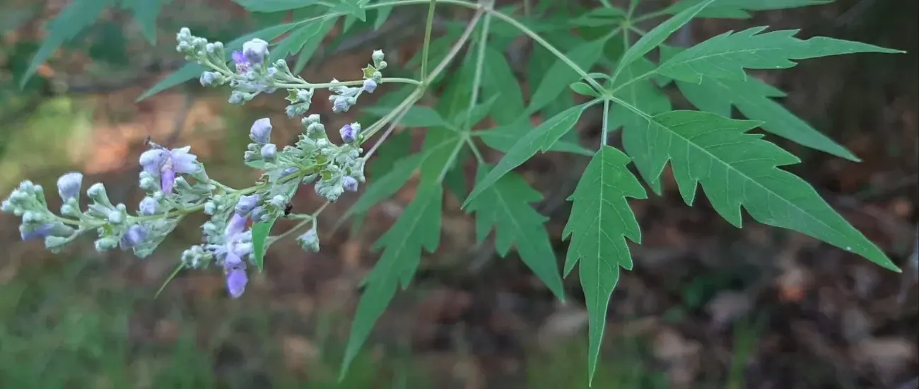 Vitex Negundo Vitex Negundo
