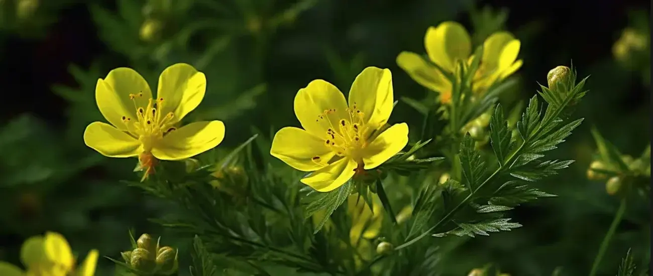 Tribulus Terrestris Tribulus Terrestris