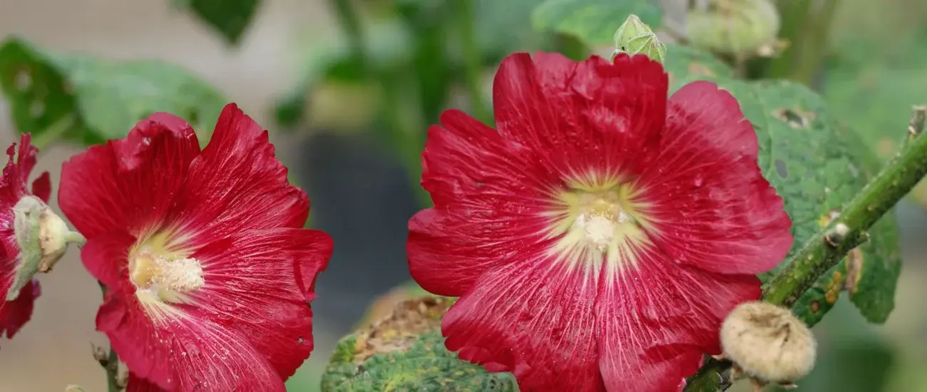Alcea Rosea L. Alcea Rosea L.