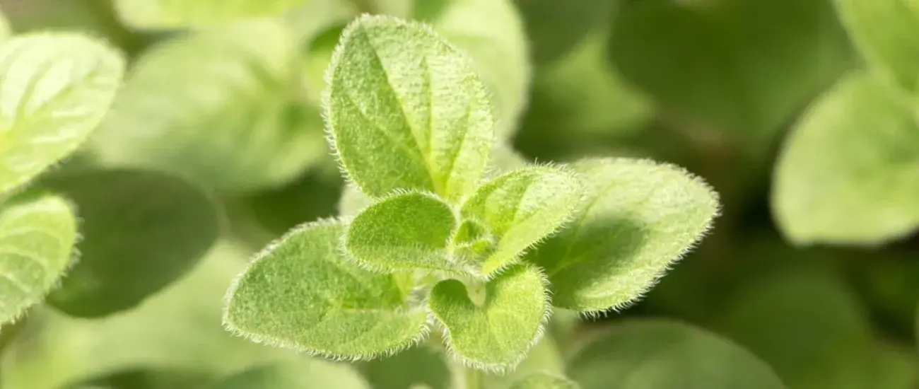 Oregano extract Oregano extract