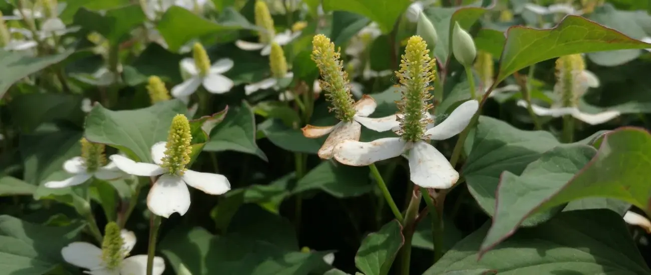 Houttuynia Cordata