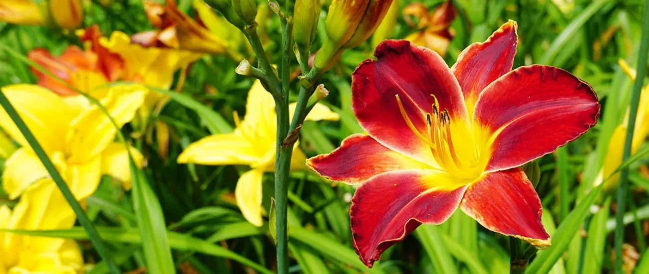 Daylily Daylily