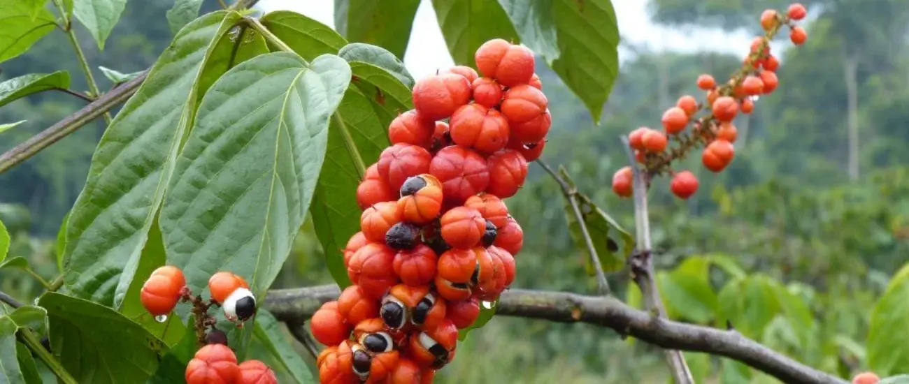 Guarana Guarana