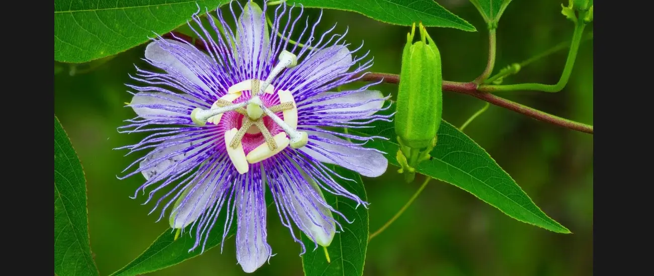 Passion Flower Passion Flower