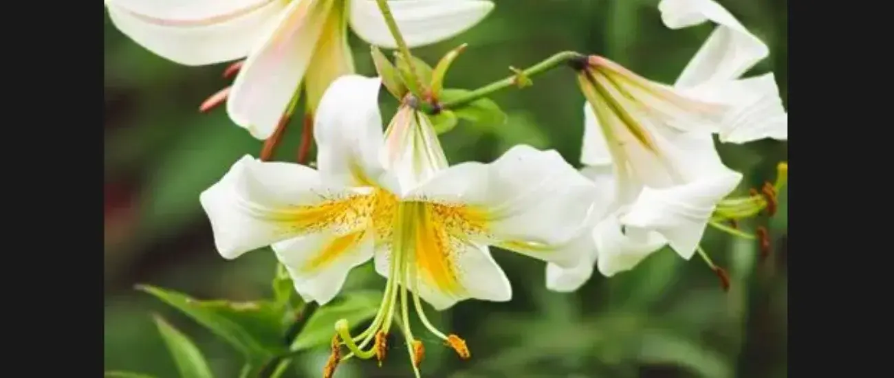 Lily Lily