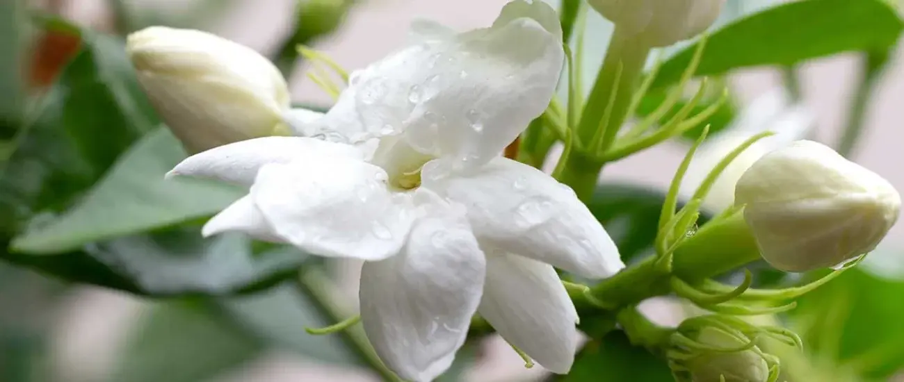 Jasmine Flower Jasmine Flower