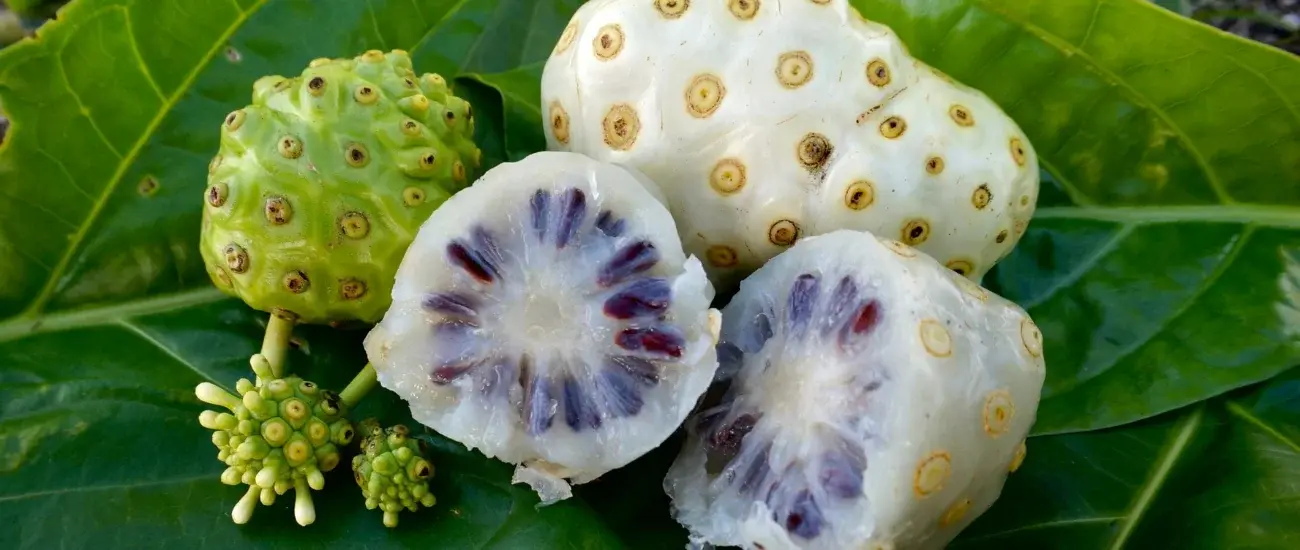 Noni fruit Noni fruit
