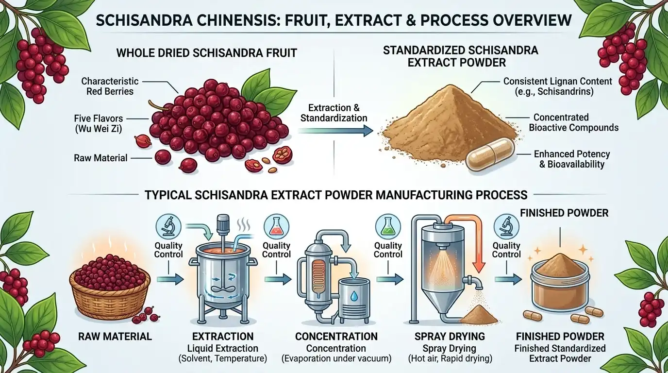 schisandra extract schisandra extract