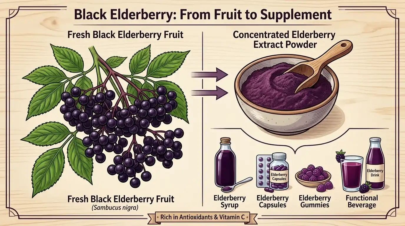 Elderberry Extract Elderberry Extract